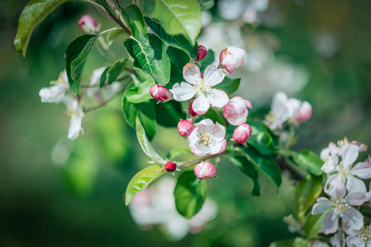 2024 wk18 Flanders Make def PC Fruit PRINT 3