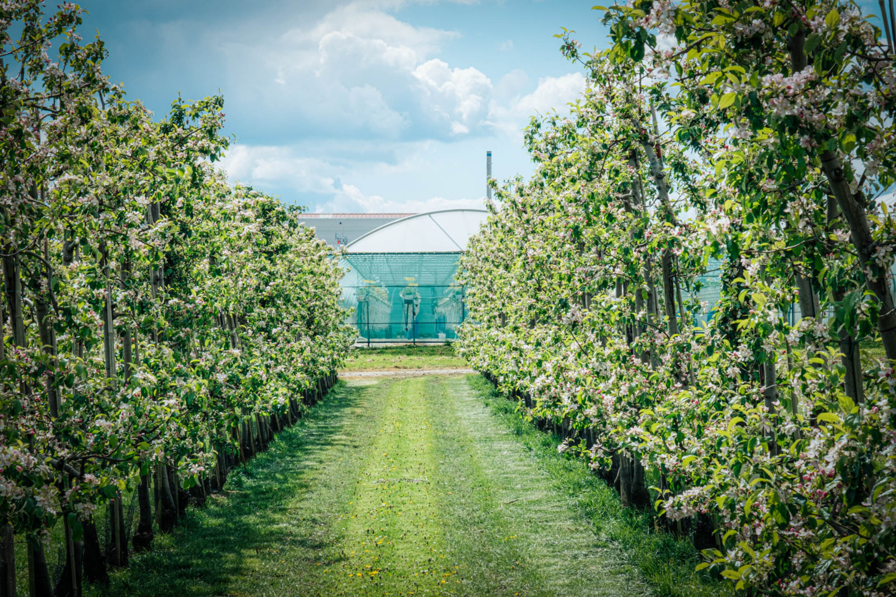 2024 wk18 Flanders Make def PC Fruit PRINT 2