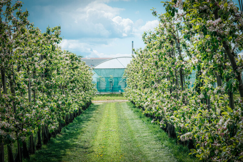 2024 wk18 Flanders Make def PC Fruit PRINT 2