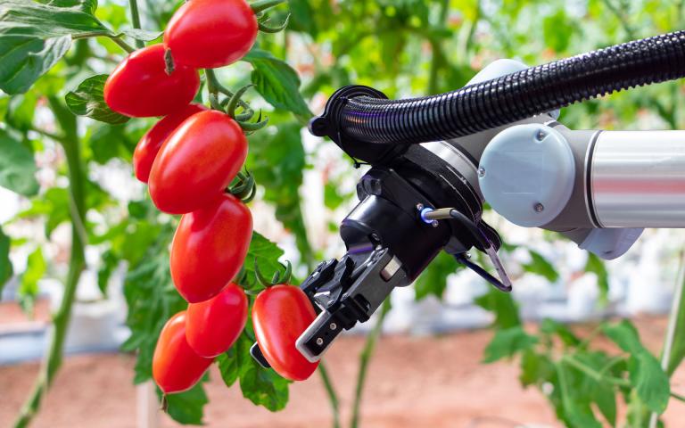 Robot picking tomatoes