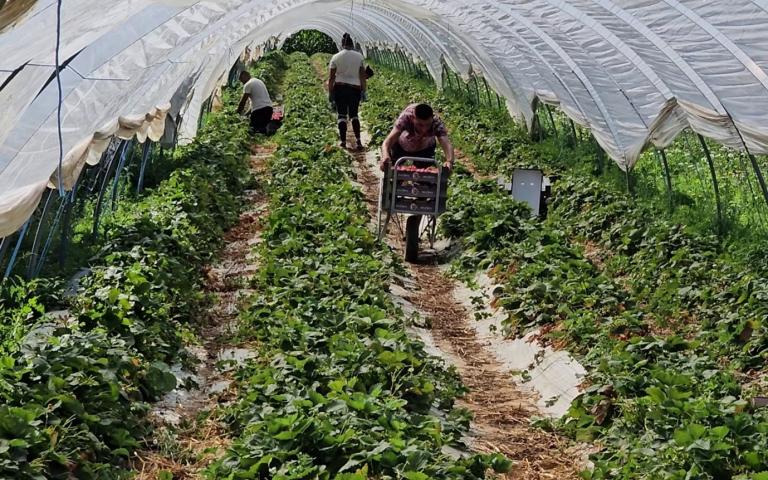 serre met aardbeien