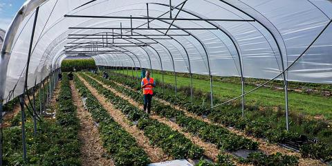 Drones in agriculture