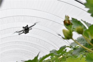 drone boven aardbeien